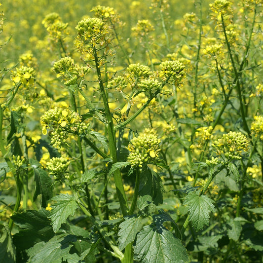 Mustard Seeds (Sinapis alba)