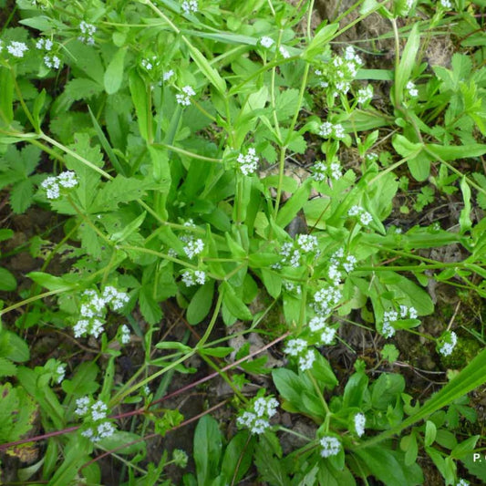 Mache Seeds (Valerianella locusta)