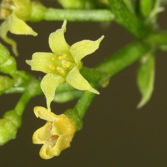 Madder Seeds (Rubia tinctorum)