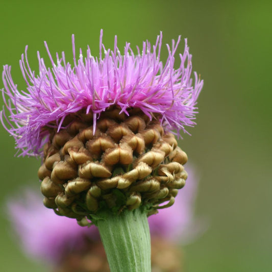 Maralroot Seeds (Leuzea rhapontica)