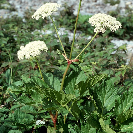 Masterwort Seeds (Peucedanum ostruthium)