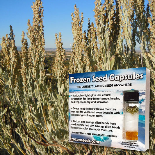 Mountain Sagebrush Seeds (Artemisia tridentata vaseyana)