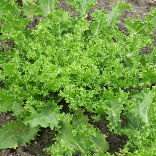 Nina Endive Seeds (Cichorium endiva)