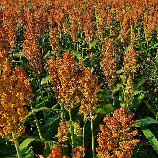 Sugar Drip Sorghum Seeds