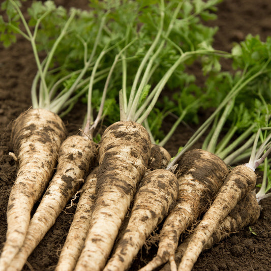 Hamburg Rooted Parsley Seeds (Petroselinum crispum)