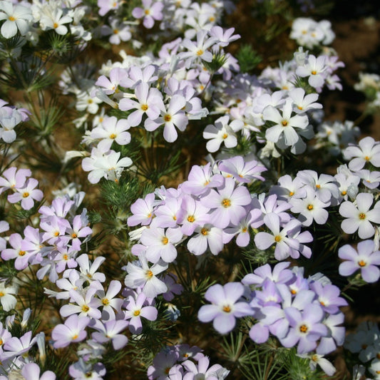 Mountain Phlox Wildflower (Linanthus grandiflorus)  Seeds