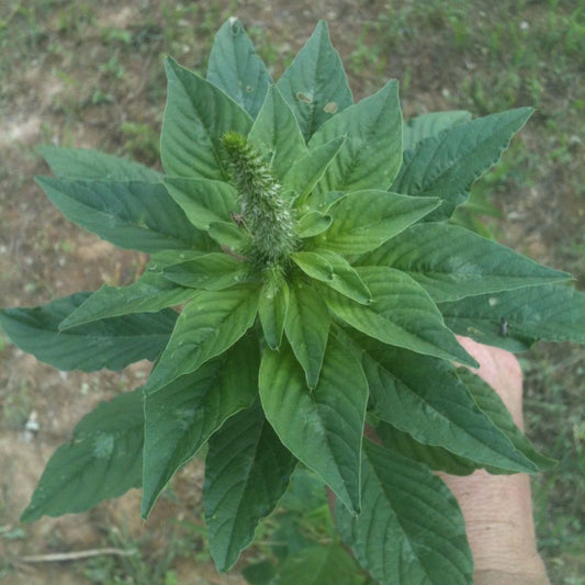 Pigweed Seeds (Amaranthus retroflexus)