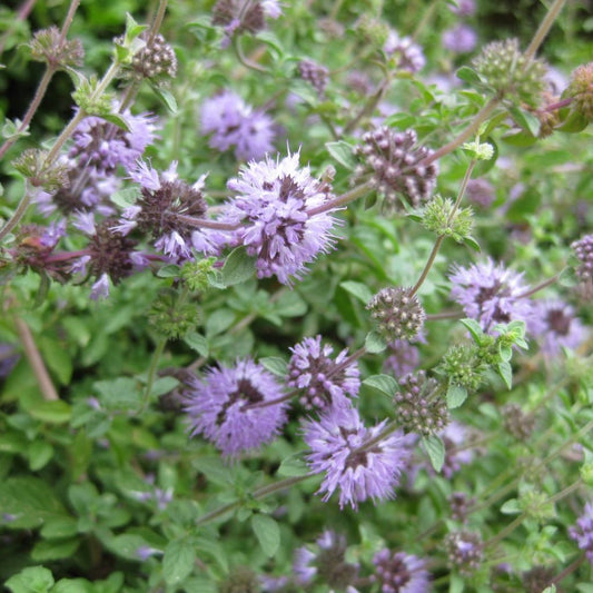 English Pennyroyal Seeds (Mentha pulegium)