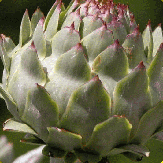 Purple of Romagna Artichoke Seeds