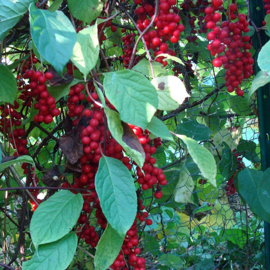 Schisandra Seeds (Schisandra chinensis)