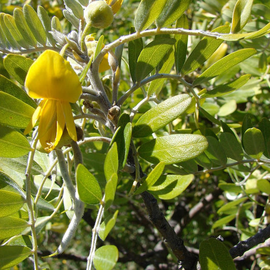 Kushen Seeds (Sophora flavescens)