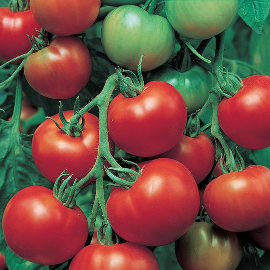 Super Sioux Tomato Seeds