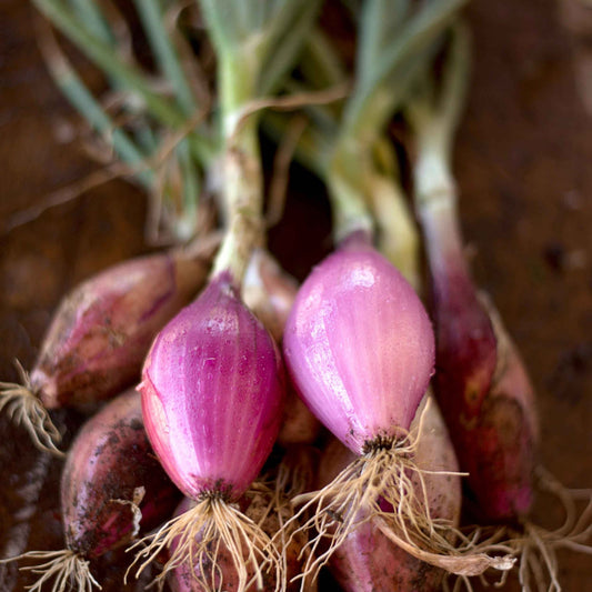 Red Long of Tropea Onion Seeds (Allium cepa)