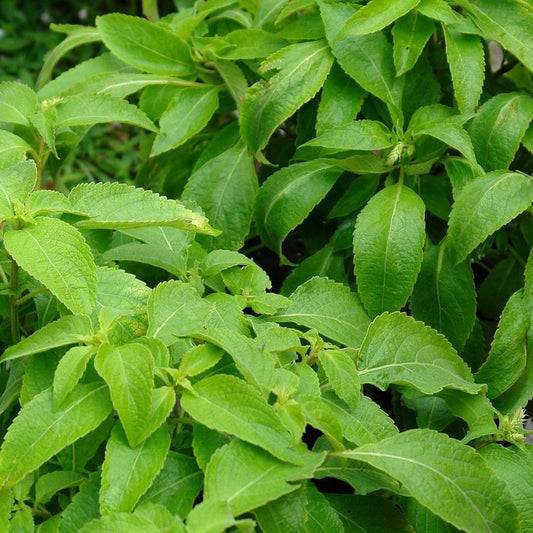 Vana Tulsi Basil Seeds (Ocimum gratissimum)