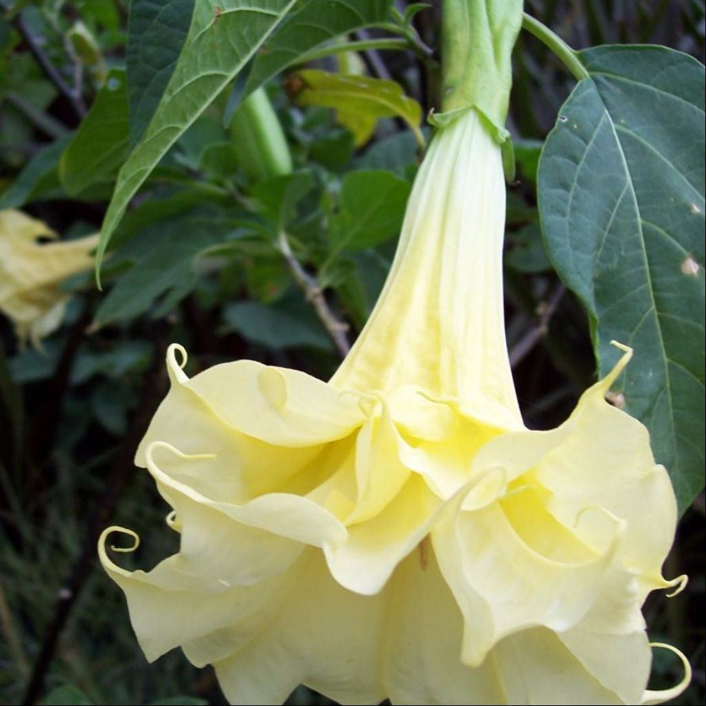 Double Golden Queen Angels Trumpet Seeds (Datura metel) [DISCONTINUED]