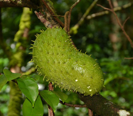 Soursop Seeds (Annona muricata)