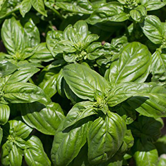 Emily Basil Seeds (Ocimum basilicum)