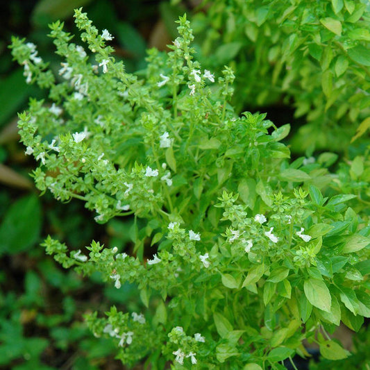 Greek Dwarf Basil Seeds (Ocimum basilicum)