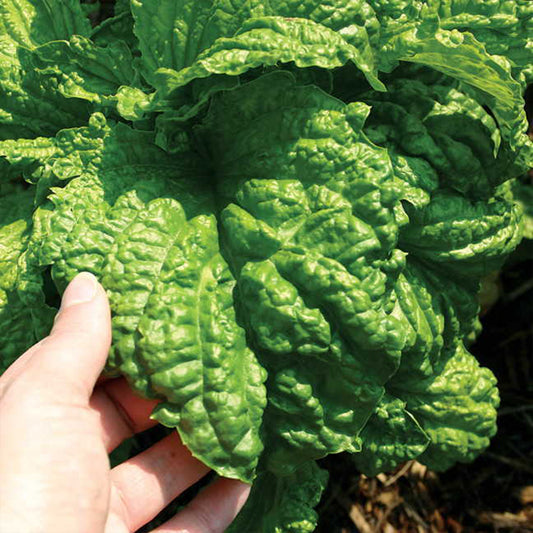 Lettuce Leaf Basil Seeds (Ocimum basilicum)