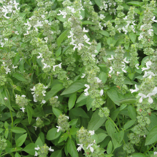 Lime Basil Seeds (Ocimum americanum)