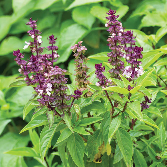 Persian Basil Seeds (Ocimum basilicum)