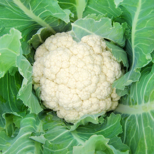 Snowball Cauliflower Seeds