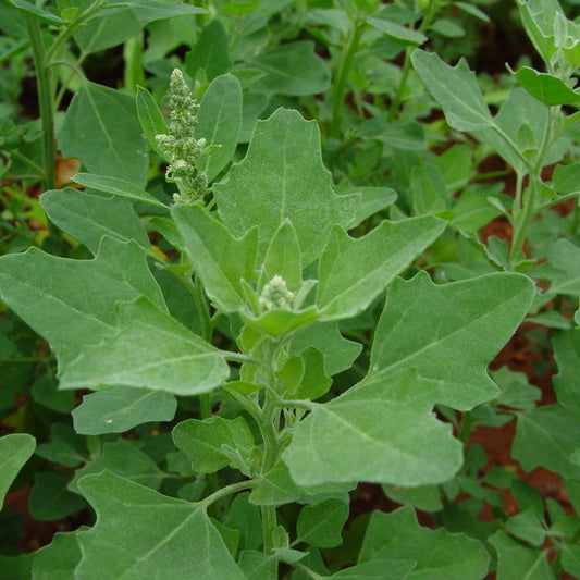 Lamb's Quarter Seeds (Chenopodium album)