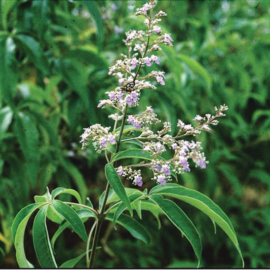 Chinese Chaste Tree Seeds (Vitex negundo)