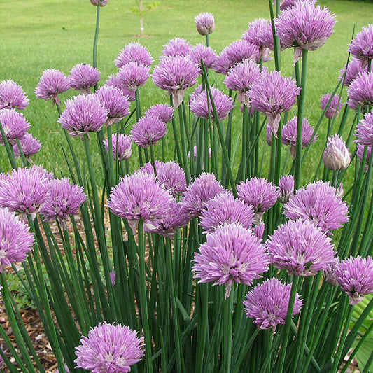 Common Chives Seeds (Allium schoenoprasum)