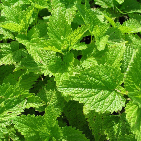 Citronella Balm Seeds (Melissa officinalis) [DISCONTINUED]