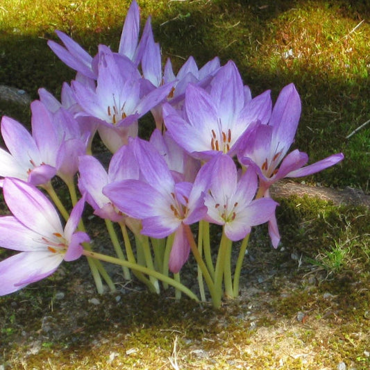 Colchicum Seeds (Colchicum autumnale)