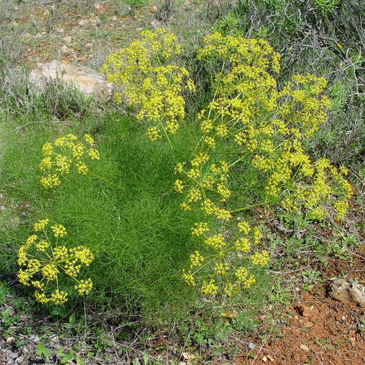 Common Fennel Seeds (Foeniculum vulgare)