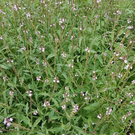 Vervain Seeds (Verbena officinalis)