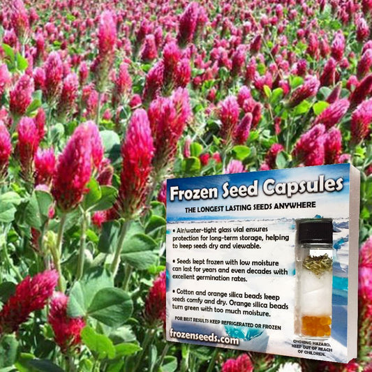 Crimson Clover Seeds (Trifolium incarnatum)