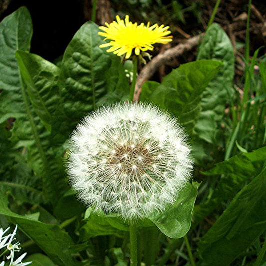 Dandelion Seeds (Taraxacum officinale)