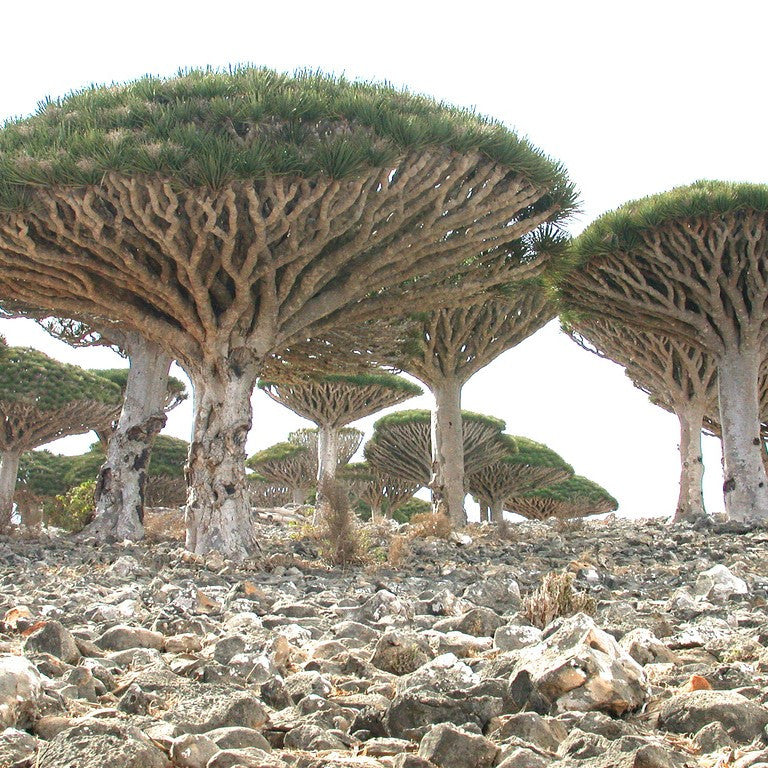 Dragon Tree Seeds (Dracaena draco)