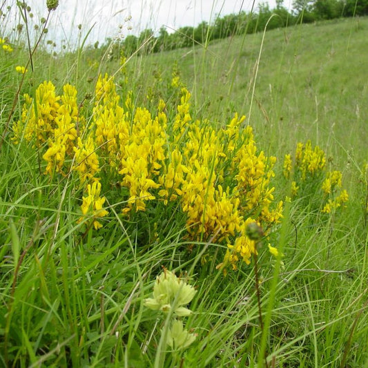 Dyer's Broom Seeds (Genista tinctoria)