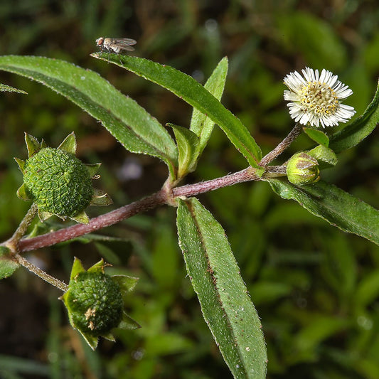 Eclipta Seeds (Eclipta alba)