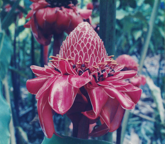 Red Torch Ginger Seeds (Etlingera elatior)