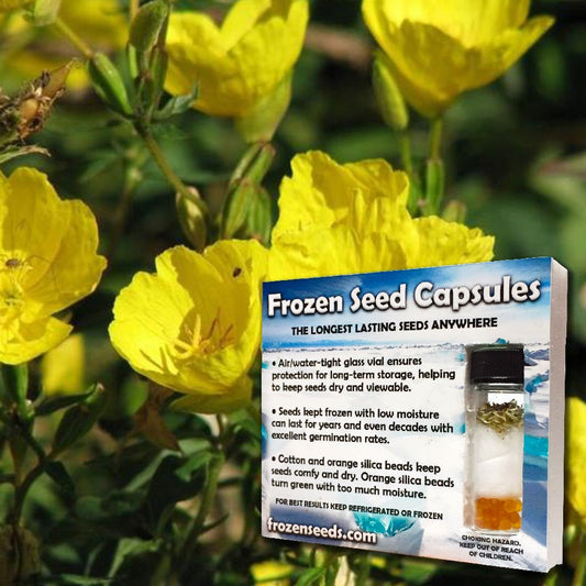 Evening Primrose Seeds (Oenothera biensis)