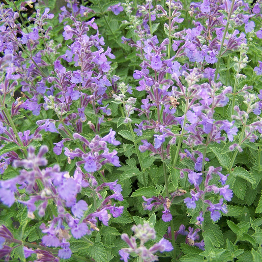 Faassen's Catnip Seeds (Nepeta x faassenii)