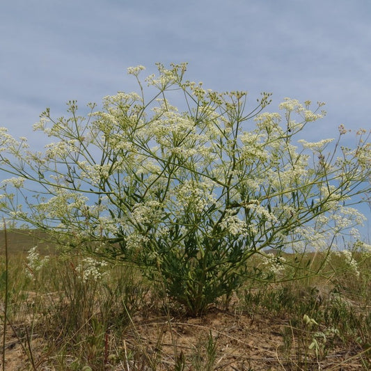 Laserwort Seeds (Saposhnikovia divaricata)