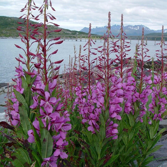 Fireweed Seeds (Epilobium angustifolium)