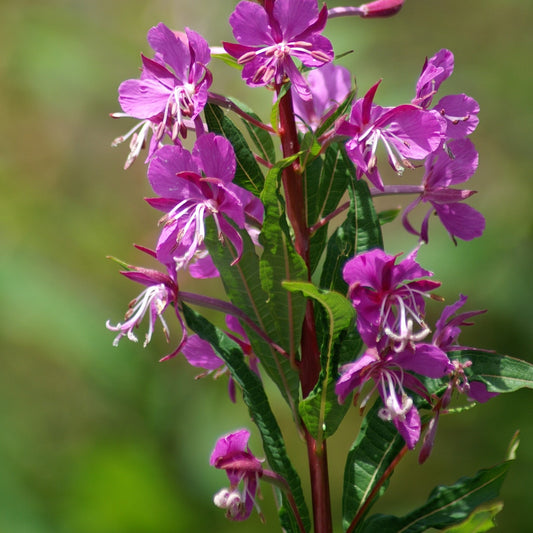 Fireweed Seeds (Epilobium angustifolium)