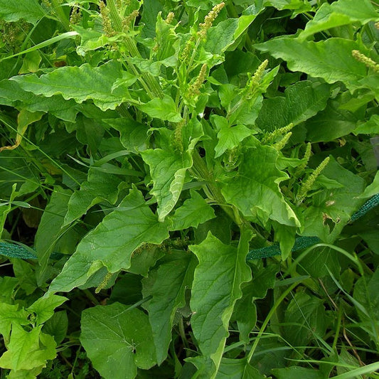 Good King Henry Seeds (Chenopodium bonus-henricus)