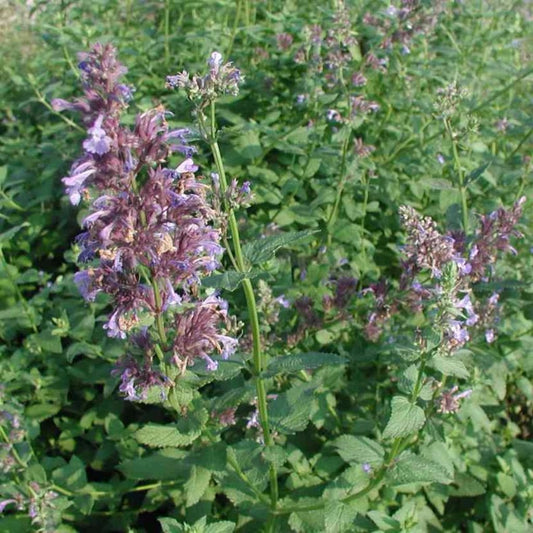 Greek Catnip Seeds (Nepeta parnassica)