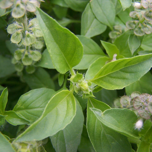 Hairy Lemon Thai Basil Seeds (Ocimum canum)