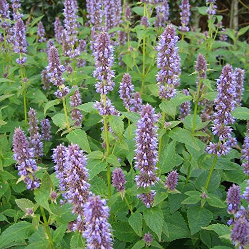 Anise Hyssop Seeds (Agastache foeniculum) – Frozen Seed Capsules™