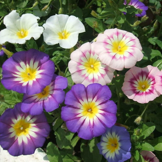 TriColor Mixed Convolvulus Seeds