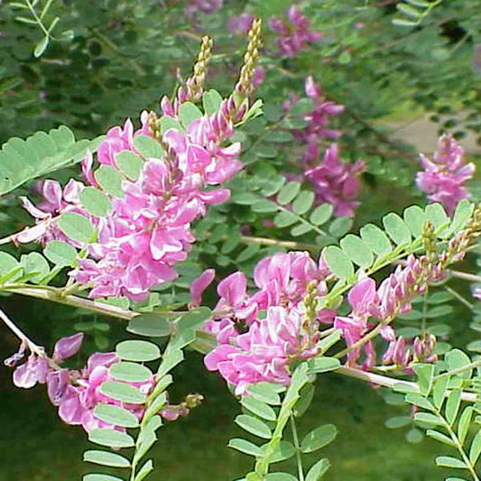 True Indigo Seeds (Indigofera tinctoria)